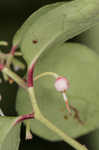 Eastern teaberry <BR>Wintergreen